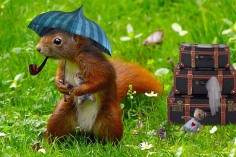 squirrel-with-umbrella-1